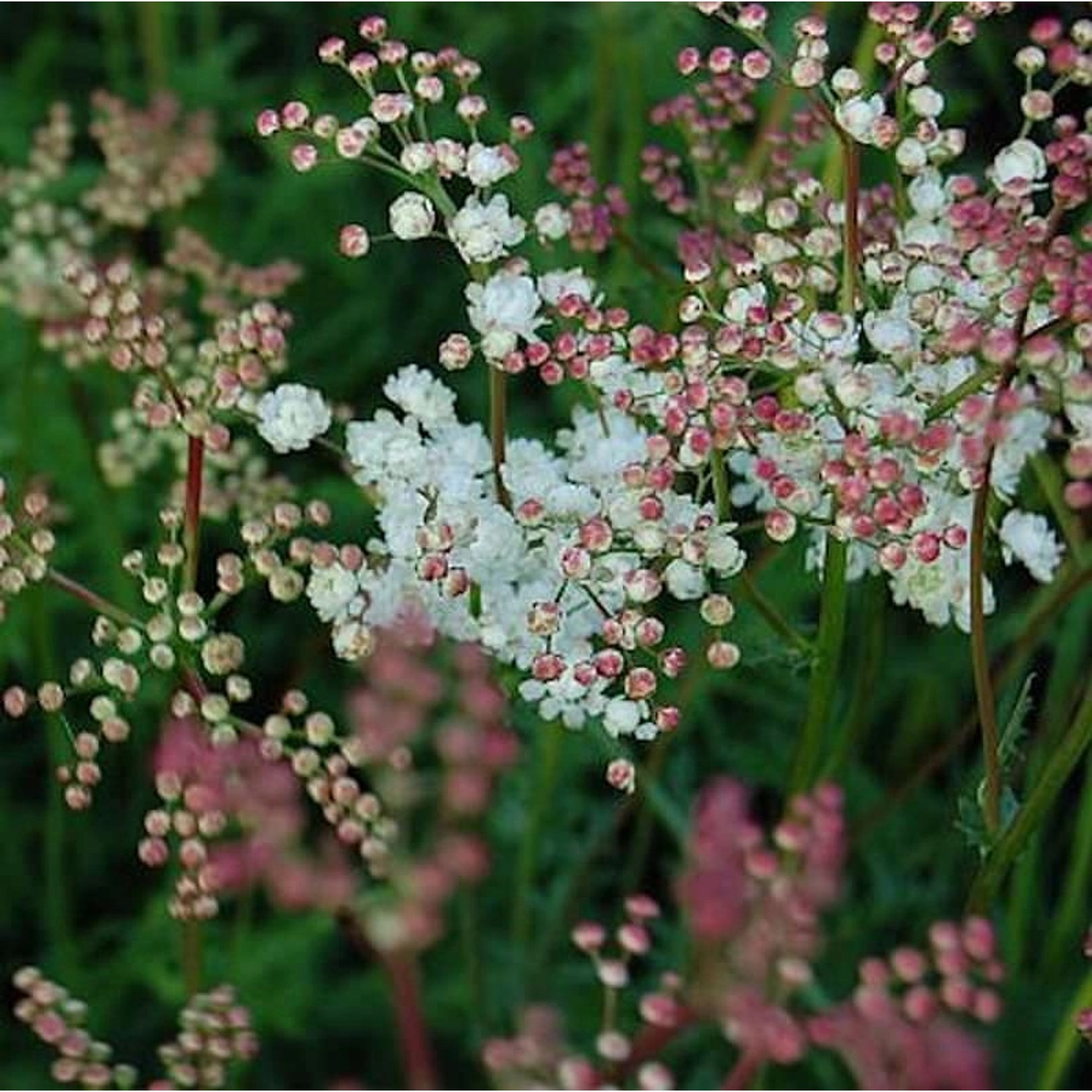 Gefülltblühendes kleines Mädesüß - Filipendula vulgaris günstig online kaufen