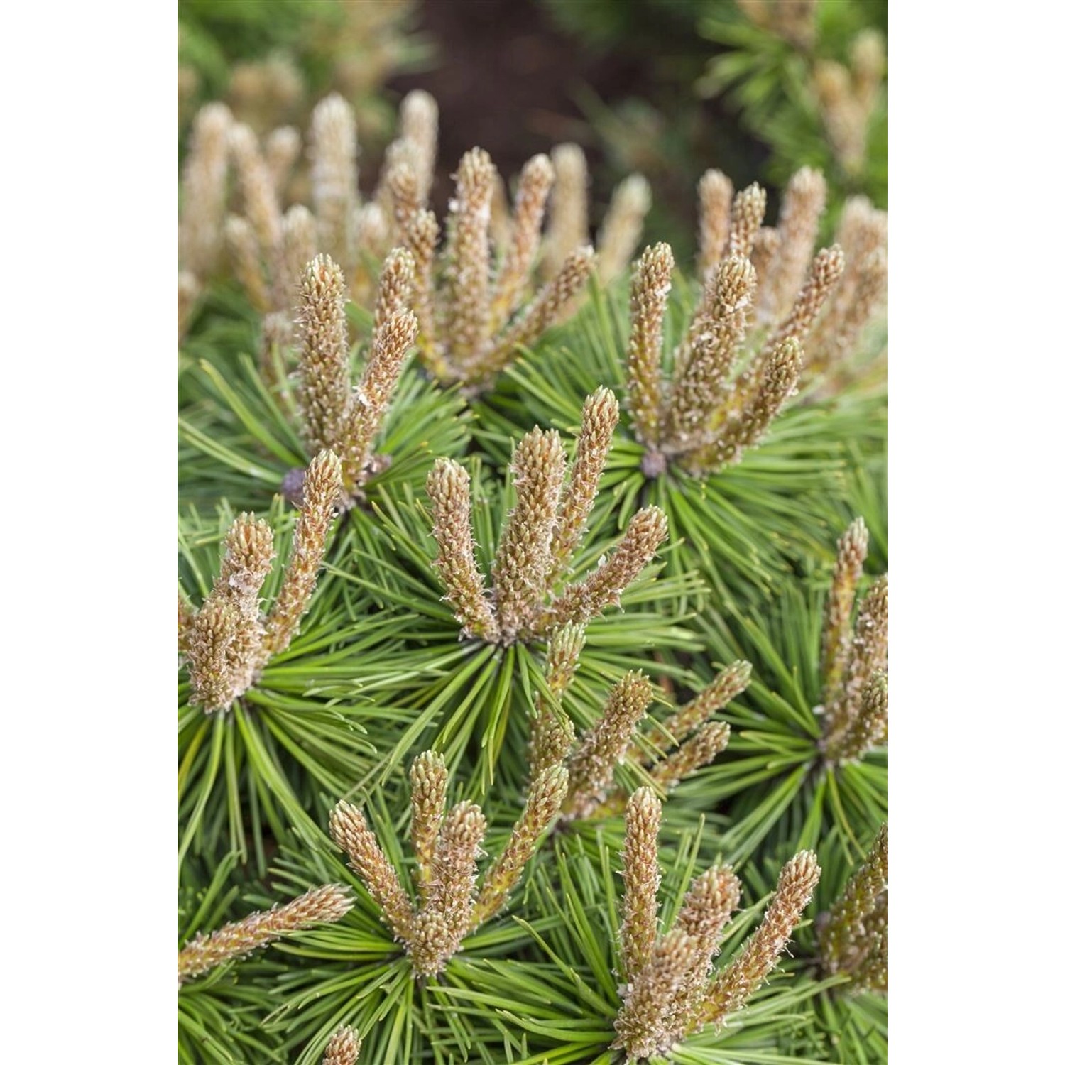 Pinus Mugo Klostergrün Bergkiefer Kompakt 30–40 cm günstig online kaufen