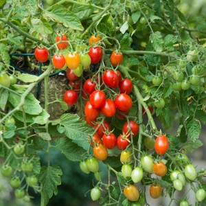 Blu Bio-Buschtomate Romello im Topf mit reifen, roten Früchten und grünen Blättern.