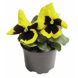 Gelb-schwarzes Stiefmütterchen (Viola wittrockiana) im Topf, eine farbenfrohe Frühjahrsbepflanzung.