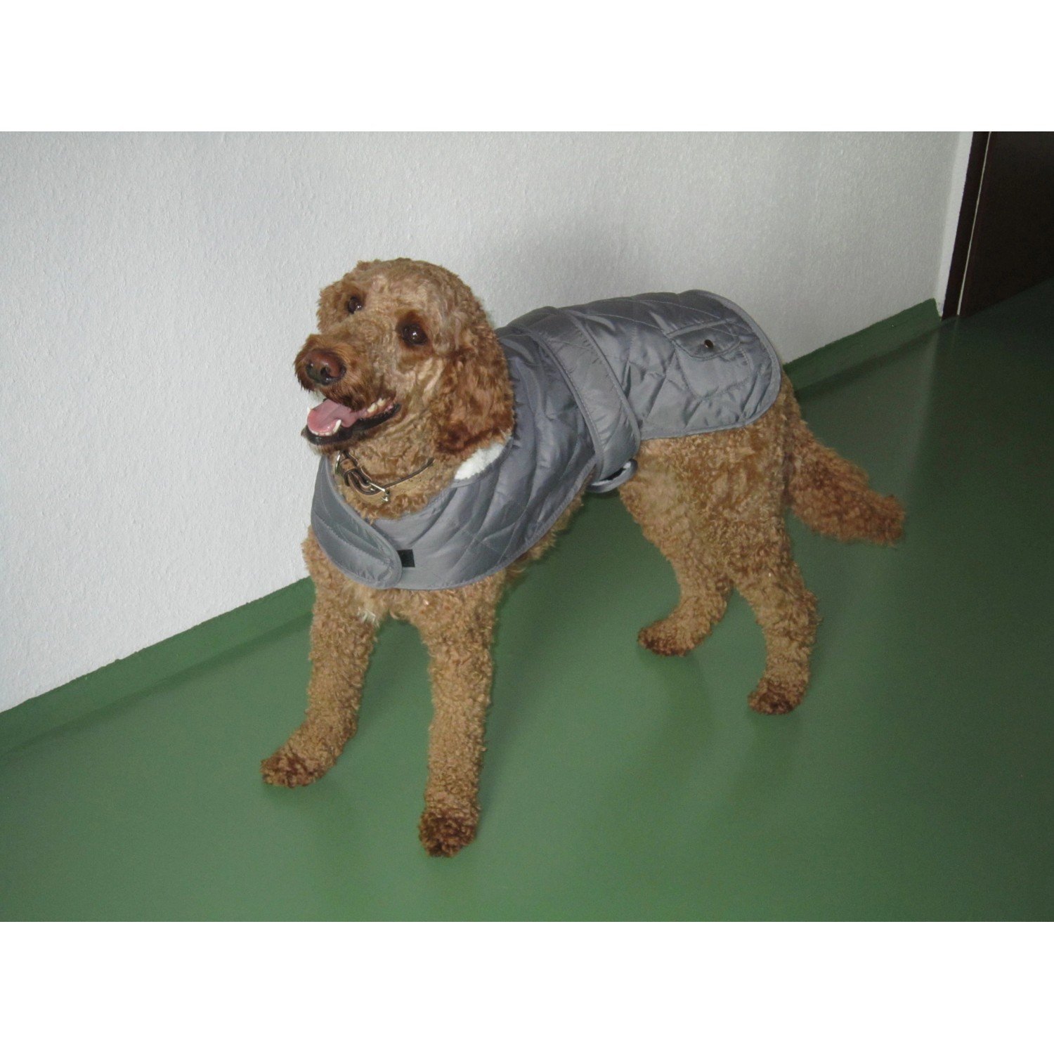 Grauer Heim Hundemantel Banbury, Größe M, mit Kragen an einem lockigen Hund.