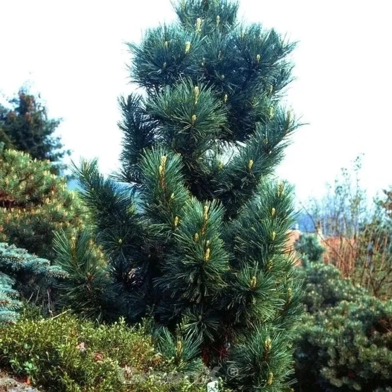 Blaue Koreakiefer 40-60cm - Pinus koraiensis