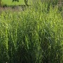 Zebragras 'Strictus' im Topf, grüne Blätter mit gelben Streifen, Ziergras für Garten und Kübel.