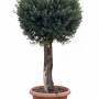 Sunny-Tree Olea Europaea winterharter Olivenbaum in Kugelform, 200 cm, im braunen Decotopf.