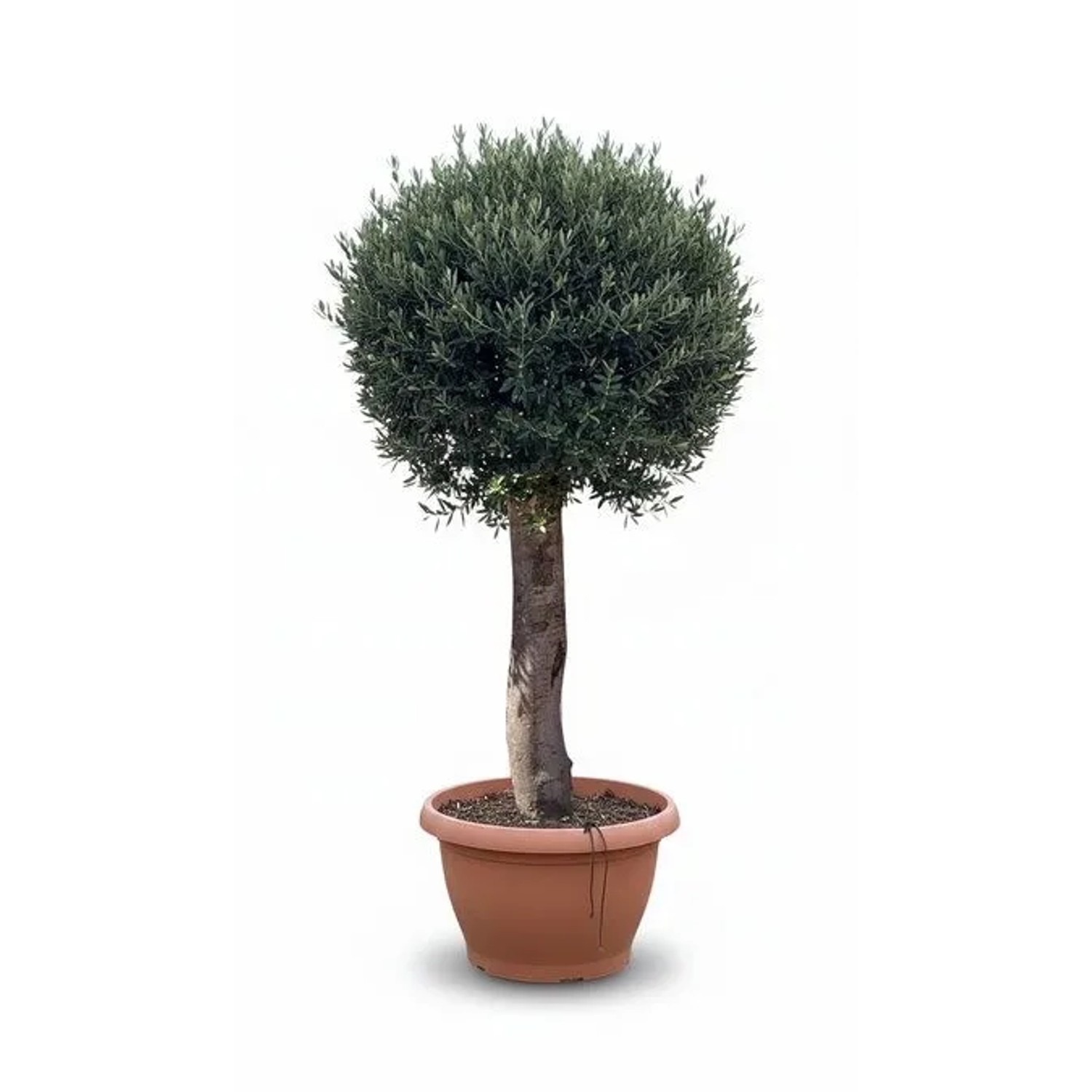 Sunny-Tree Olea Europea Winterharter Olivenbaum in Kugelform 200 cm im Decotopf 45 Jahre alt