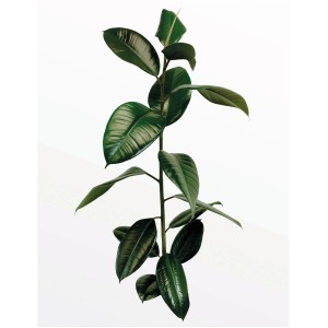 Komar Wandbild Ficus Branch, 40x50 cm, Detailaufnahme des Pflanzenmotivs.