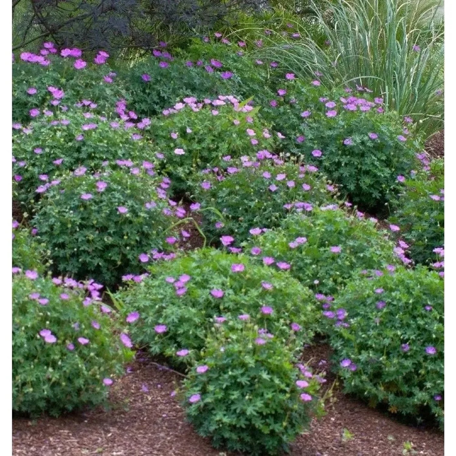 Storchenschnabel Bloom Time - Geranium wallichianum