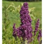 Dichte, violette Blütenstände des Salbei Plumosa (Salvia nemorosa) als Gartenstaude.