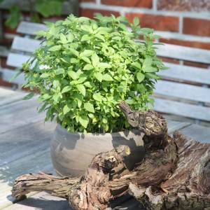 Griechisches Basilikum im Topf, kleine grüne Blätter, kompakter Wuchs. Kräuter für Küche und Garten.