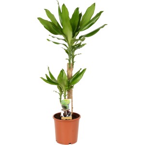 Drachenbaum (Dracaena fragrans) im Topf, ca. 65-75 cm hoch, mit grün-gelben Blättern.