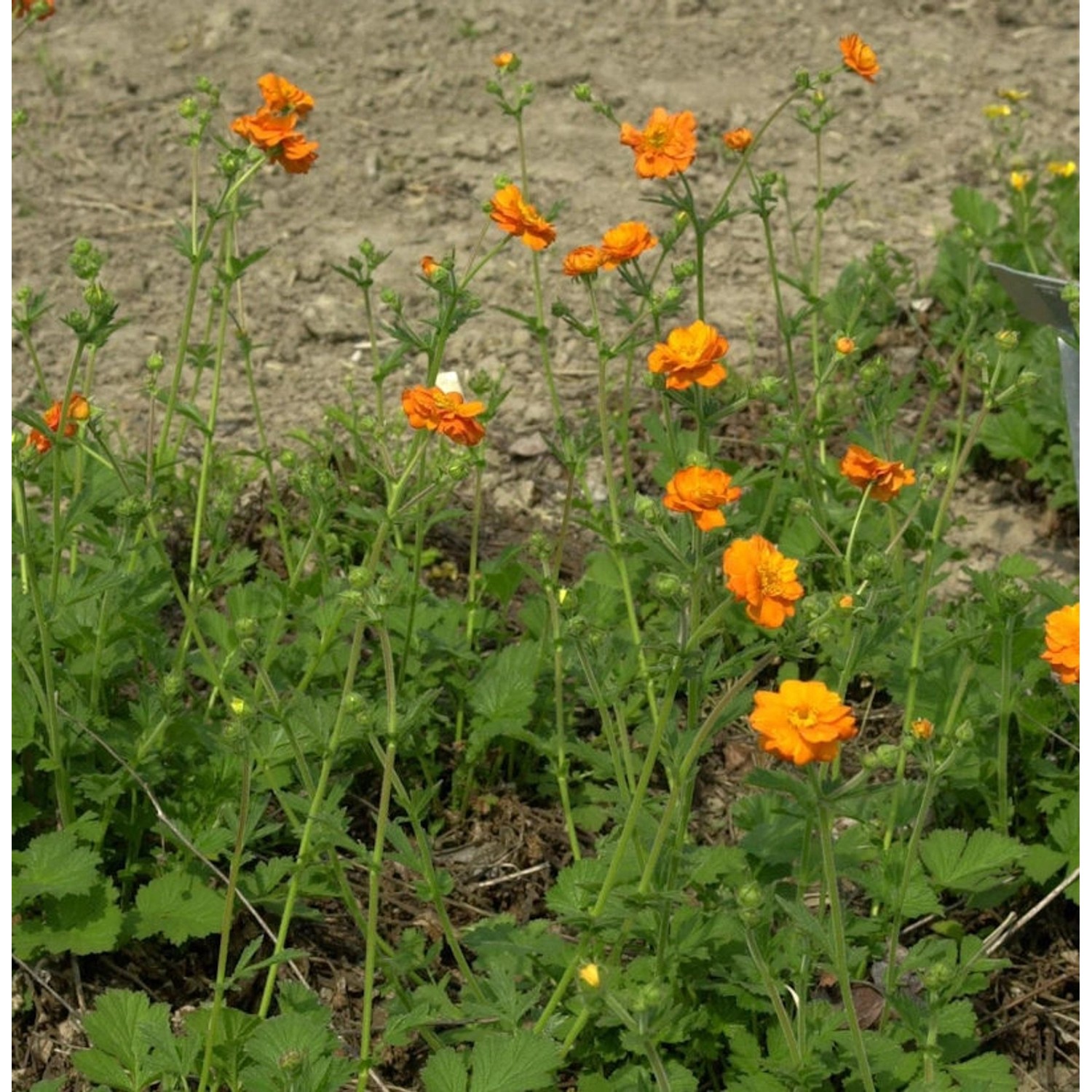 Nelkenwurz Totally Tangerine - Geum coccineum günstig online kaufen