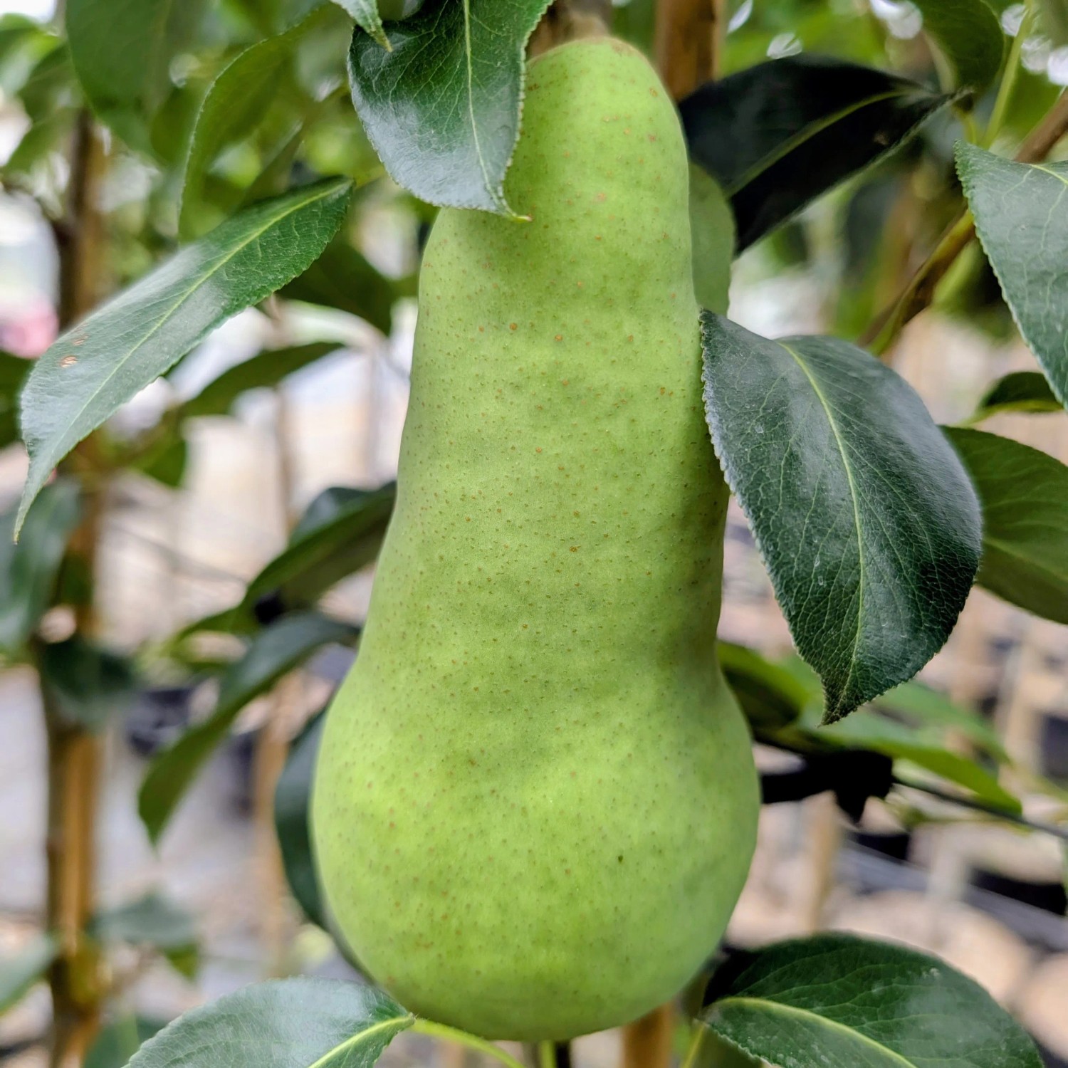 Birne Abate Fetel 100 - 120 cm Pyrus communis