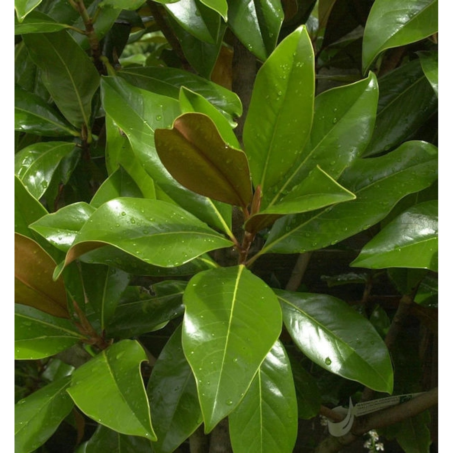 Immergrüne Magnolie Galissoniere 100-125cm - Magnolia grandiflora günstig online kaufen