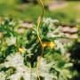 Bellissa Tomaten-Spirale Colorata, 170 cm, honigfarben, Rankhilfe für Tomatenpflanzen im Garten.