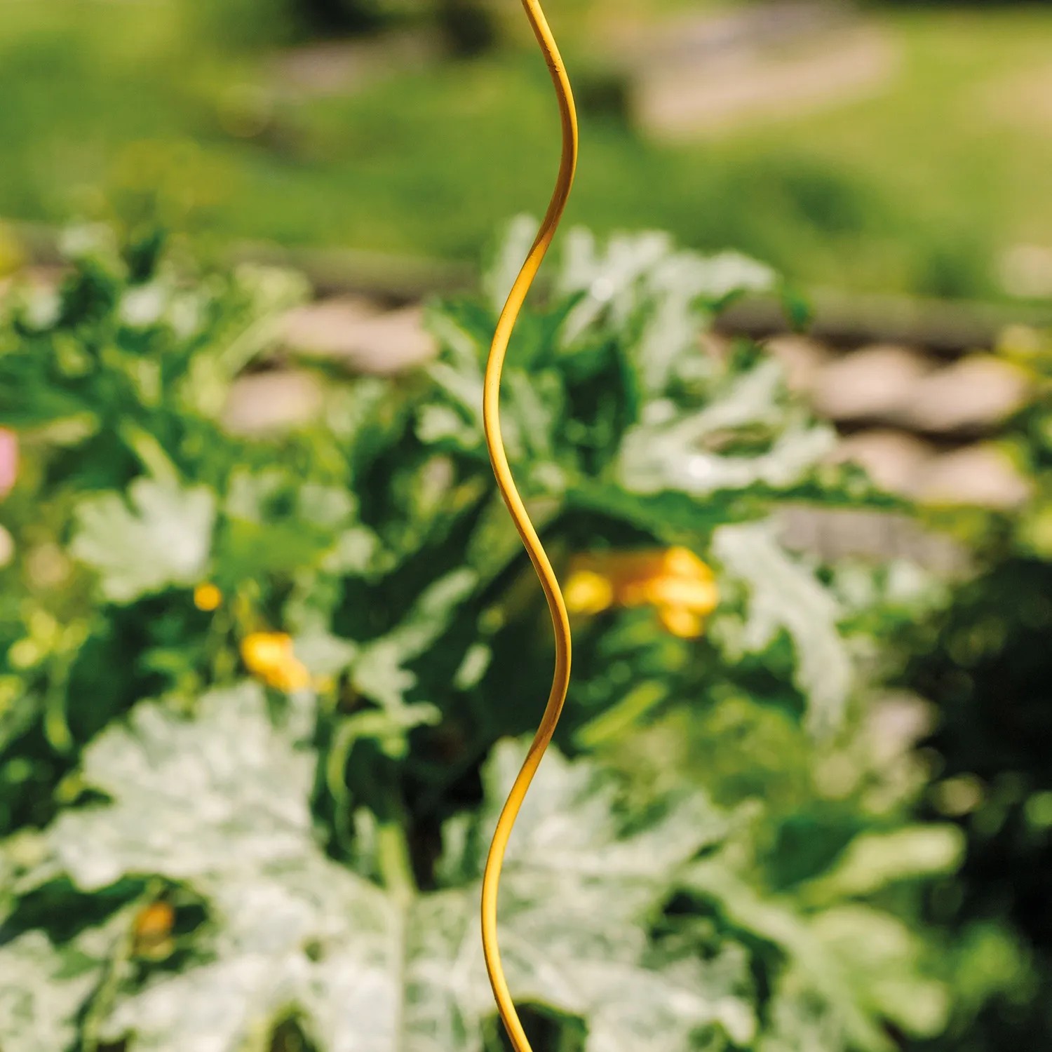 Bellissa Tomaten-Spirale Colorata, 170 cm, honigfarben, Rankhilfe für Tomatenpflanzen im Garten.