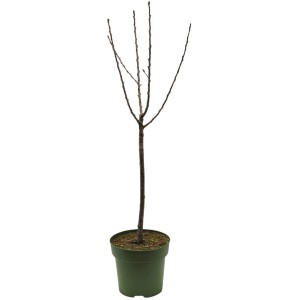 GROW by OBI Bio Zwergobst Kirsche im Topf, ca. 60-80cm hoch.
