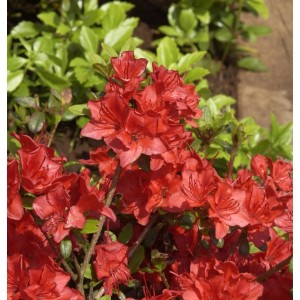Japanische Azalee Fridoline mit roten Blüten, Zwerg Alpenrose für den Garten.