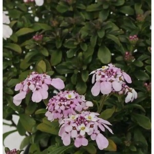 Nahaufnahme der Schleifenblume 'Pink Ice' (Iberis sempervirens) mit zartrosa Blüten.