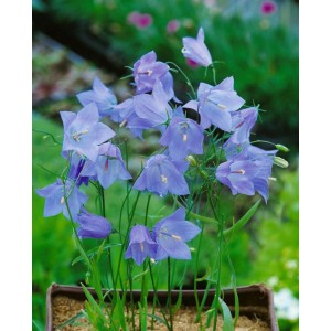 Blühende Rundblättrige Glockenblume (Campanula Rotundifolia Olympica) im Topf.
