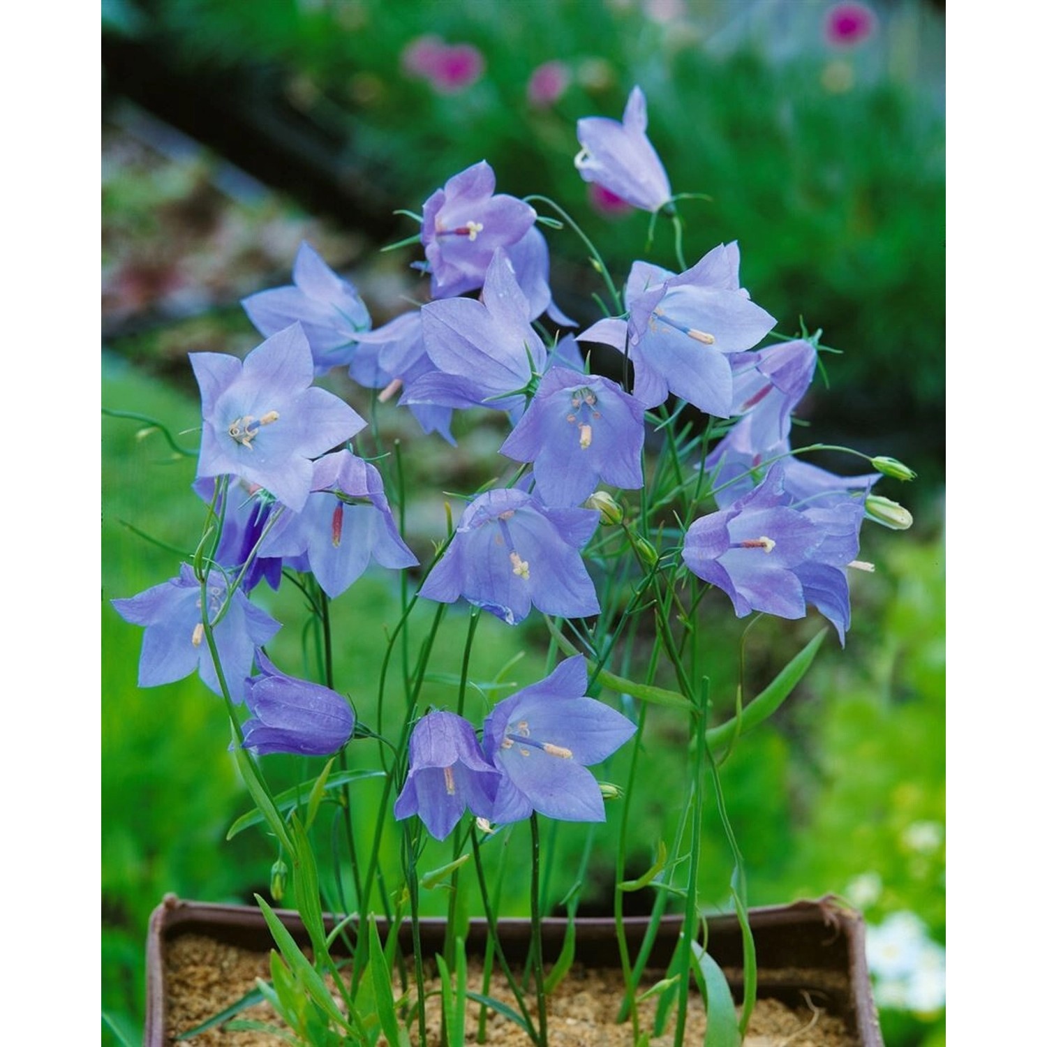 Campanula Rotundifolia Olympica Rundblättrige Glockenblume Ca. 9x9 cm Topf günstig online kaufen