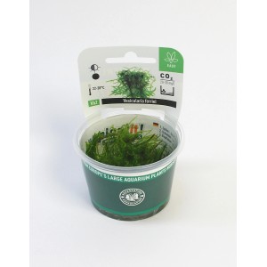 Dennerle Weeping Moos Aquariumpflanze im Topf, grüne Vordergrundpflanze für Aquarien.