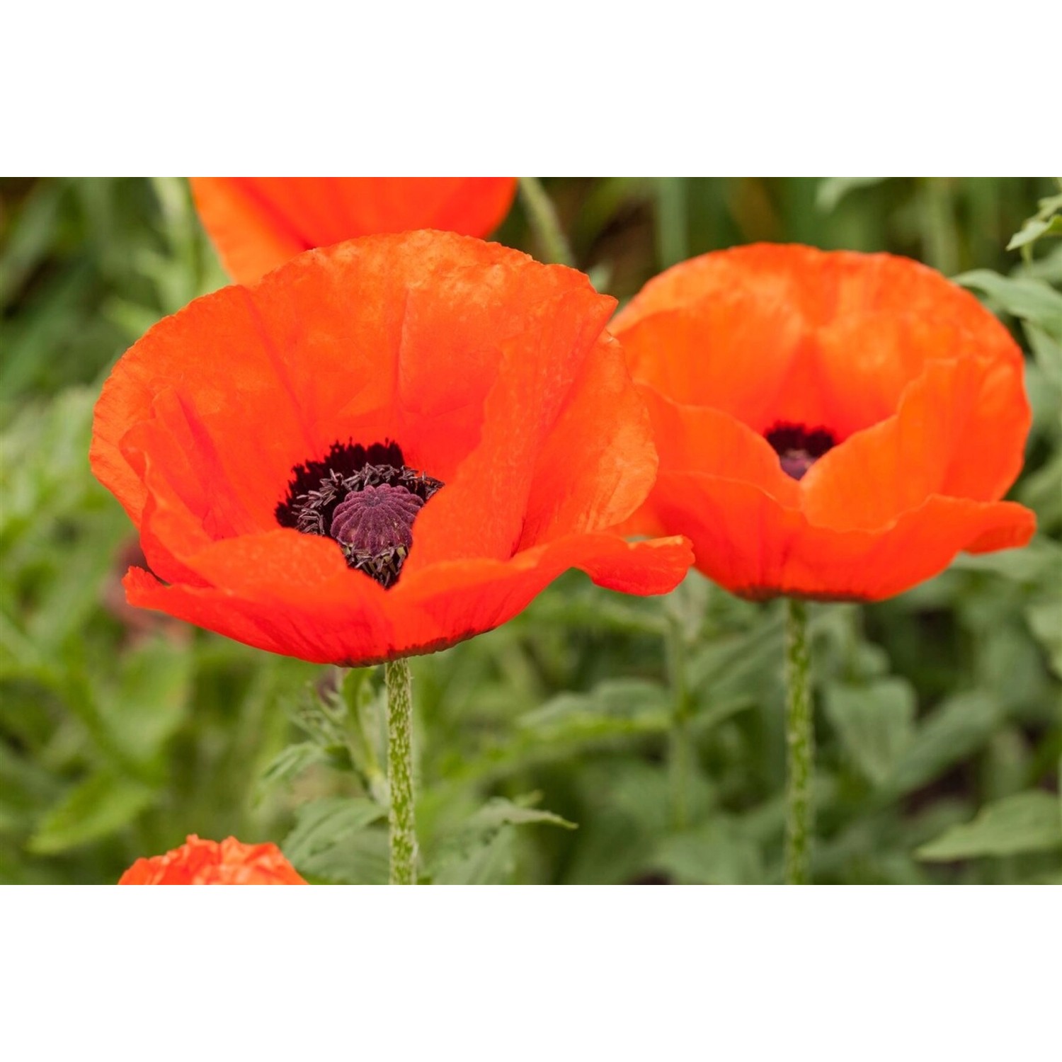 Papaver Orientale Nana Allegro Türkischer Mohn Ca. 11x11 cm Topf günstig online kaufen