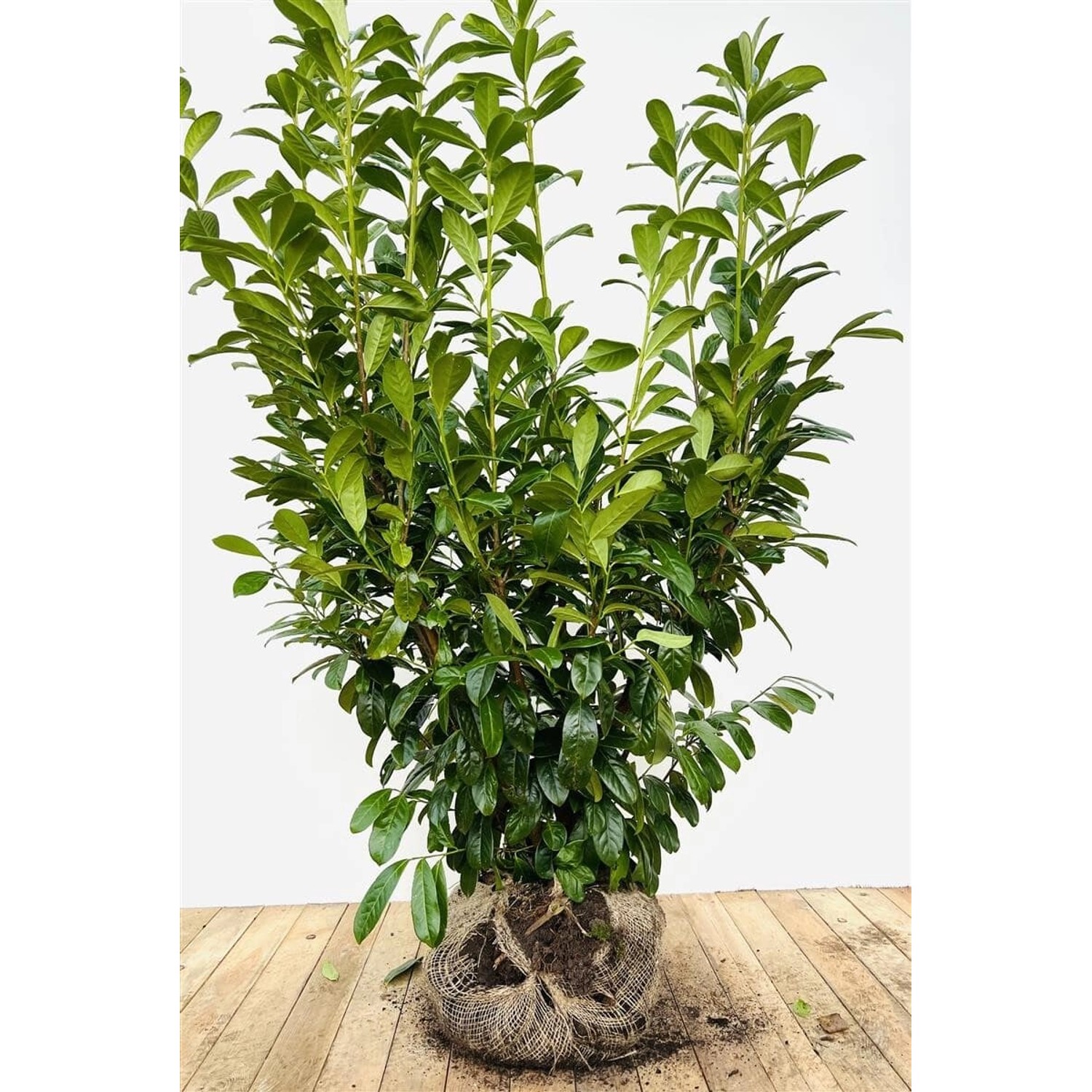 Prunus laurocerasus 'Novita' 120-140 cm günstig online kaufen