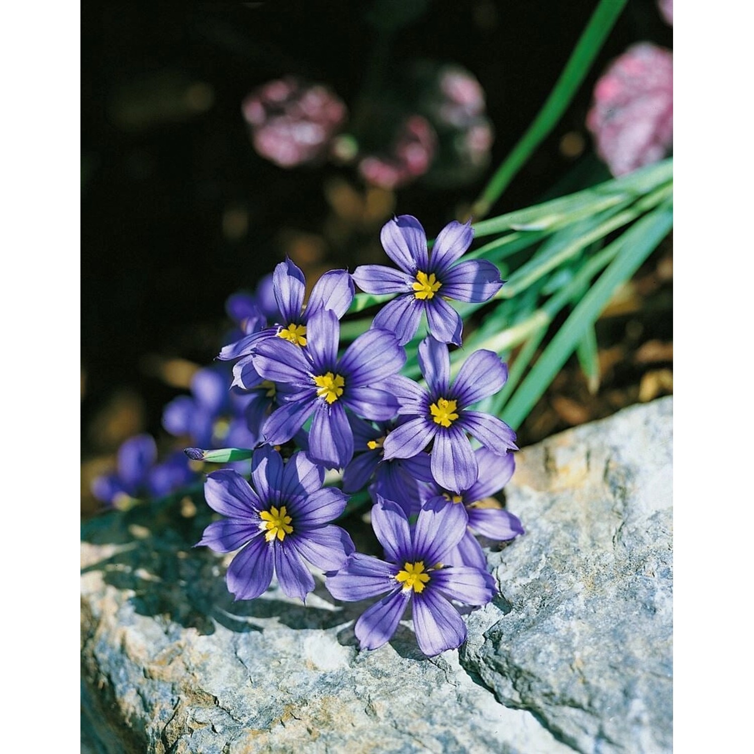 Sisyrinchium Bellum Blaubinse Ca. 9x9 cm Topf günstig online kaufen