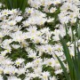 Balkan-Windröschen 'White Splendour' im Topf, weiße Blüten mit gelber Mitte.