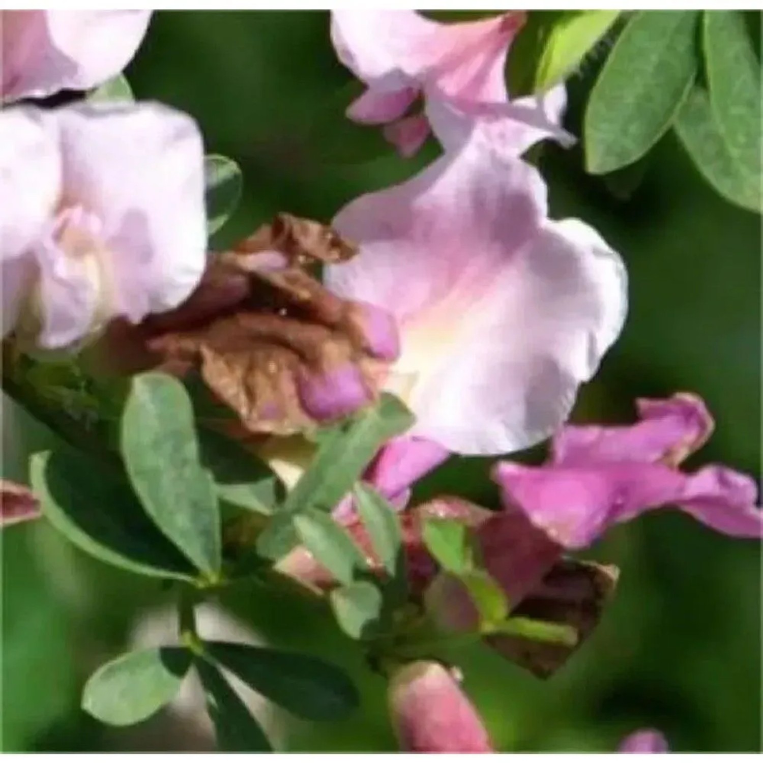 Purpurginster 30-40cm - Cytisus purpureus