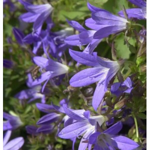 Nahaufnahme der blauen Blüten der Glockenblume Stella (Campanula poscharskyana).