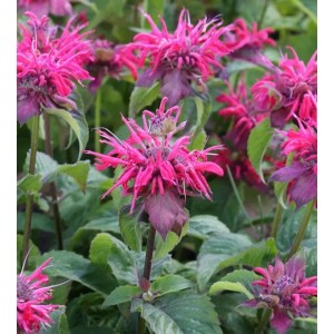 Nahaufnahme der Indianernessel 'Pink Lace' (Monarda didyma) mit pinkfarbenen Blüten und grünen Blättern.