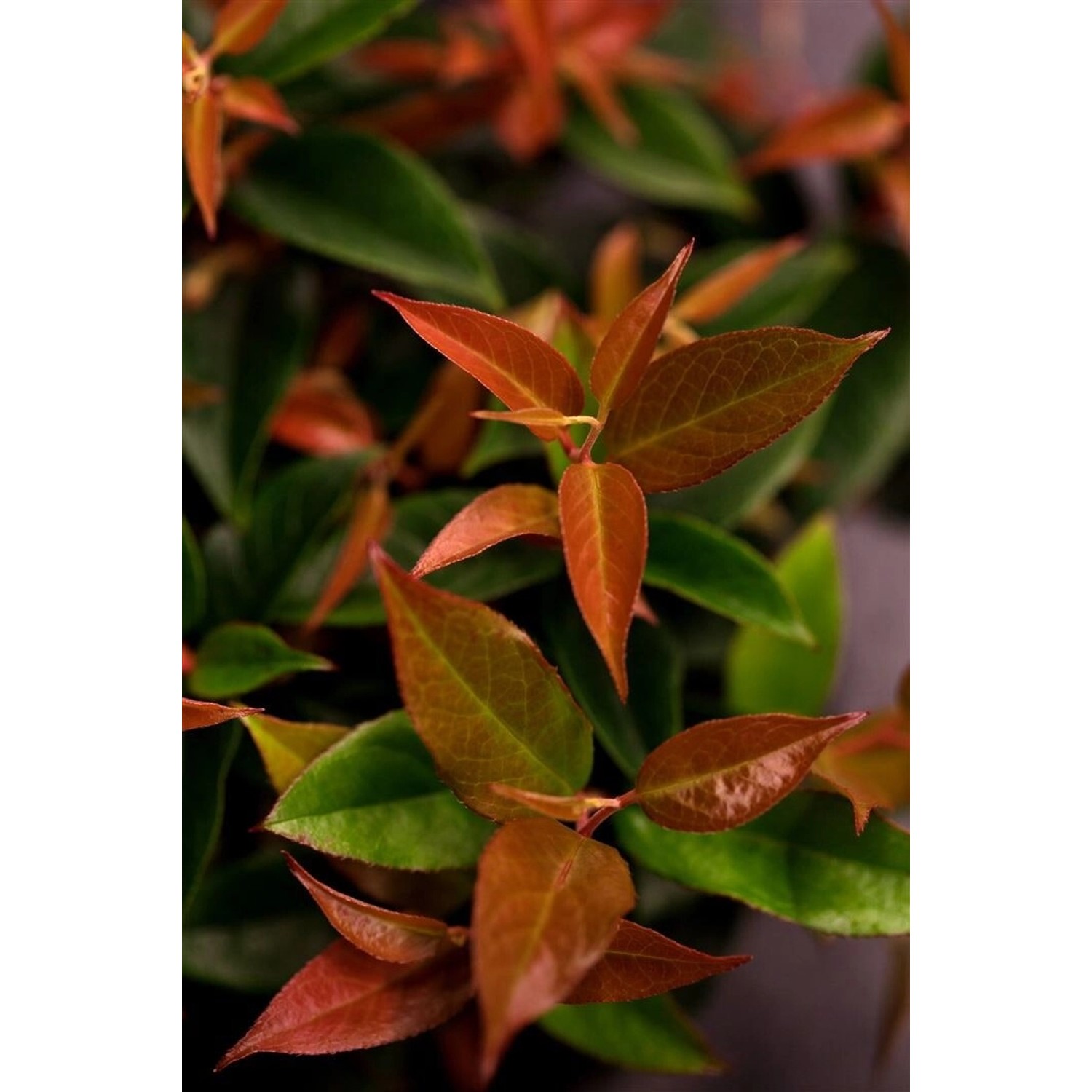 Leucothoe Walteri Lovita Traubenheide Immergrün 20–30 cm günstig online kaufen