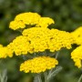 Gelbe Schafgarbe (Achillea filipendulina 'Cloth of Gold') im Spezialset für den Arbeitslosen Vorgarten.