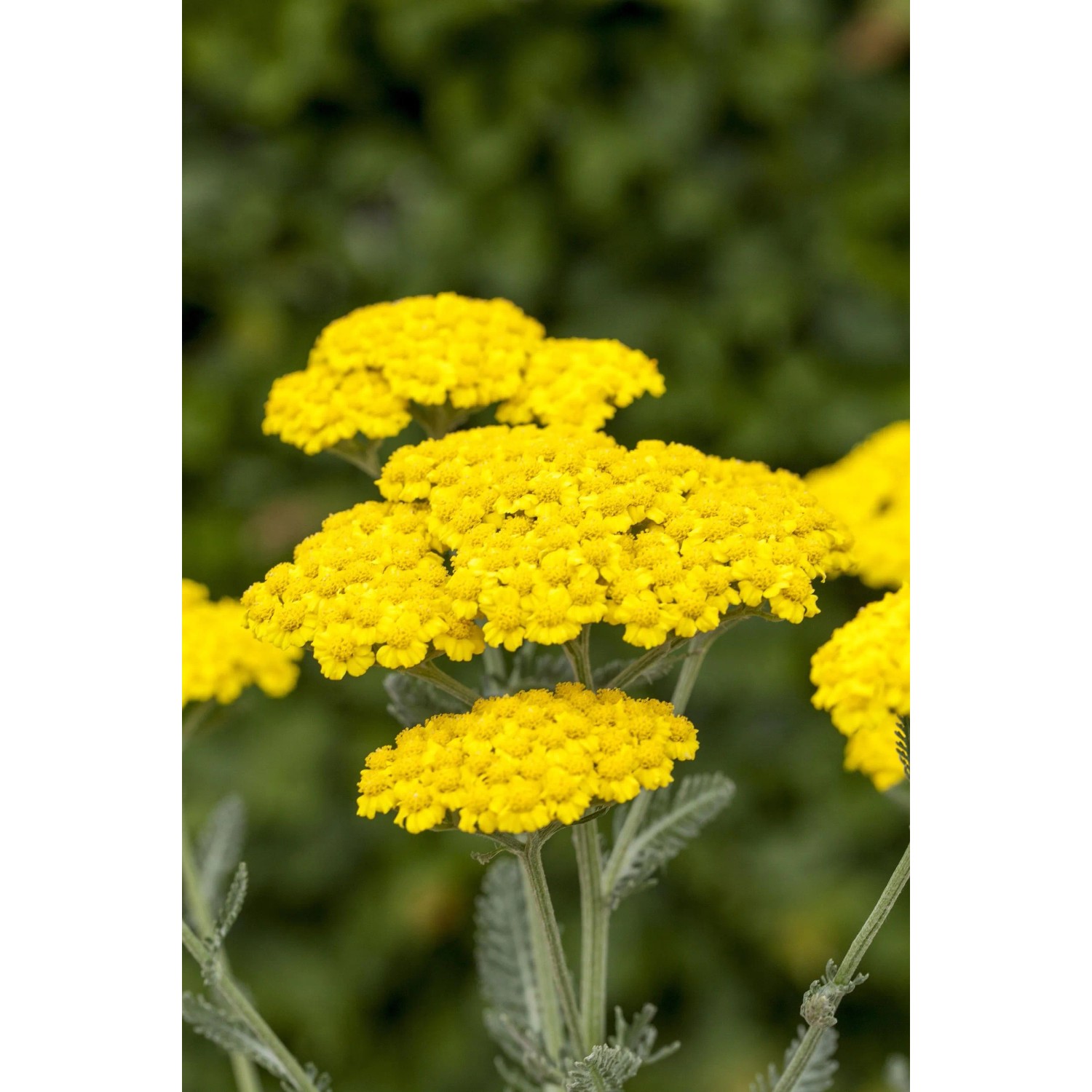 Gelbe Schafgarbe (Achillea filipendulina 'Cloth of Gold') im Spezialset für den Arbeitslosen Vorgarten.