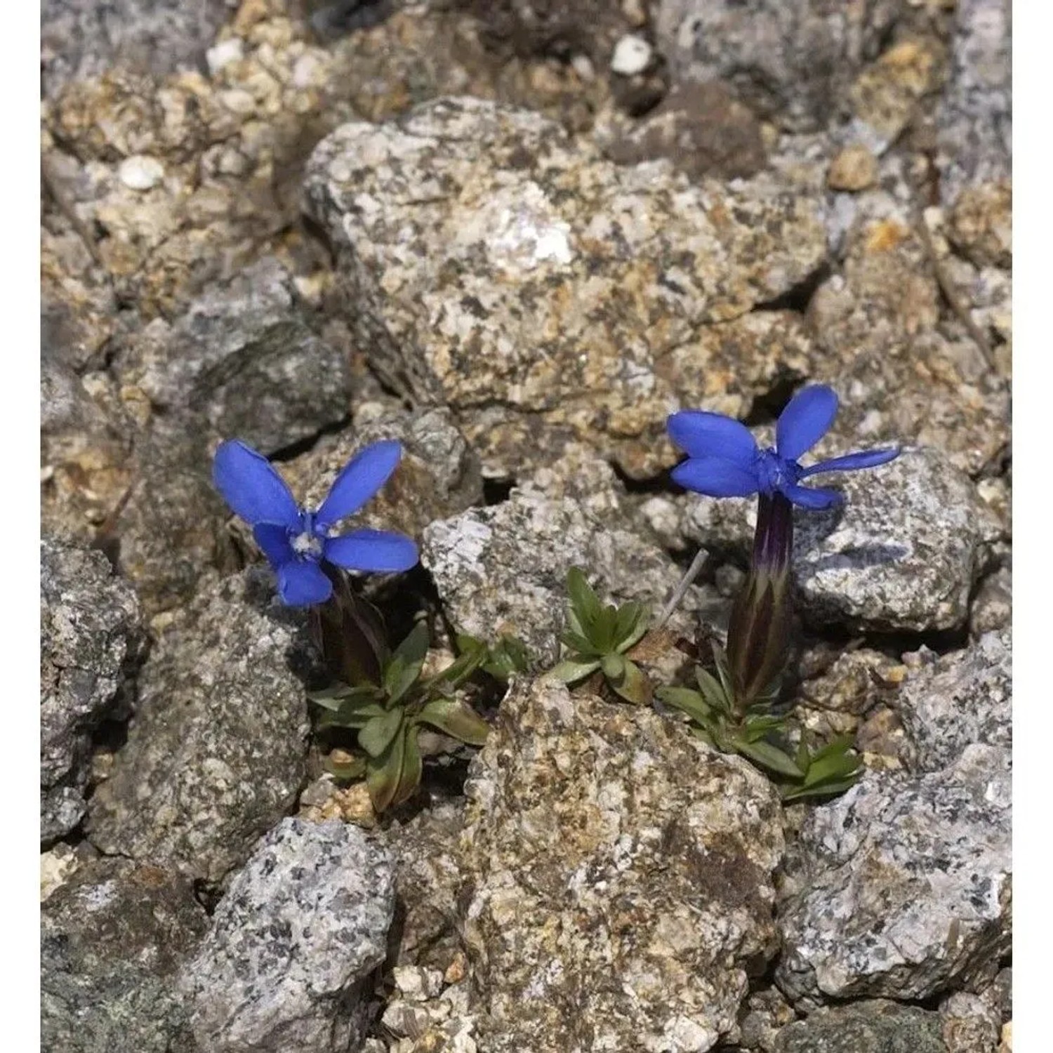 Frühlings Enzian - Schusternager - Gentiana angulosa