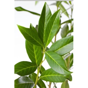 Detailaufnahme von Prunus laurocerasus 'Caucasica' (Kirschlorbeer) mit glänzend grünen Blättern.