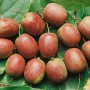 Nahaufnahme von roten Kiwibeeren (Actinidia Arguta Kens Red) auf grünen Blättern.