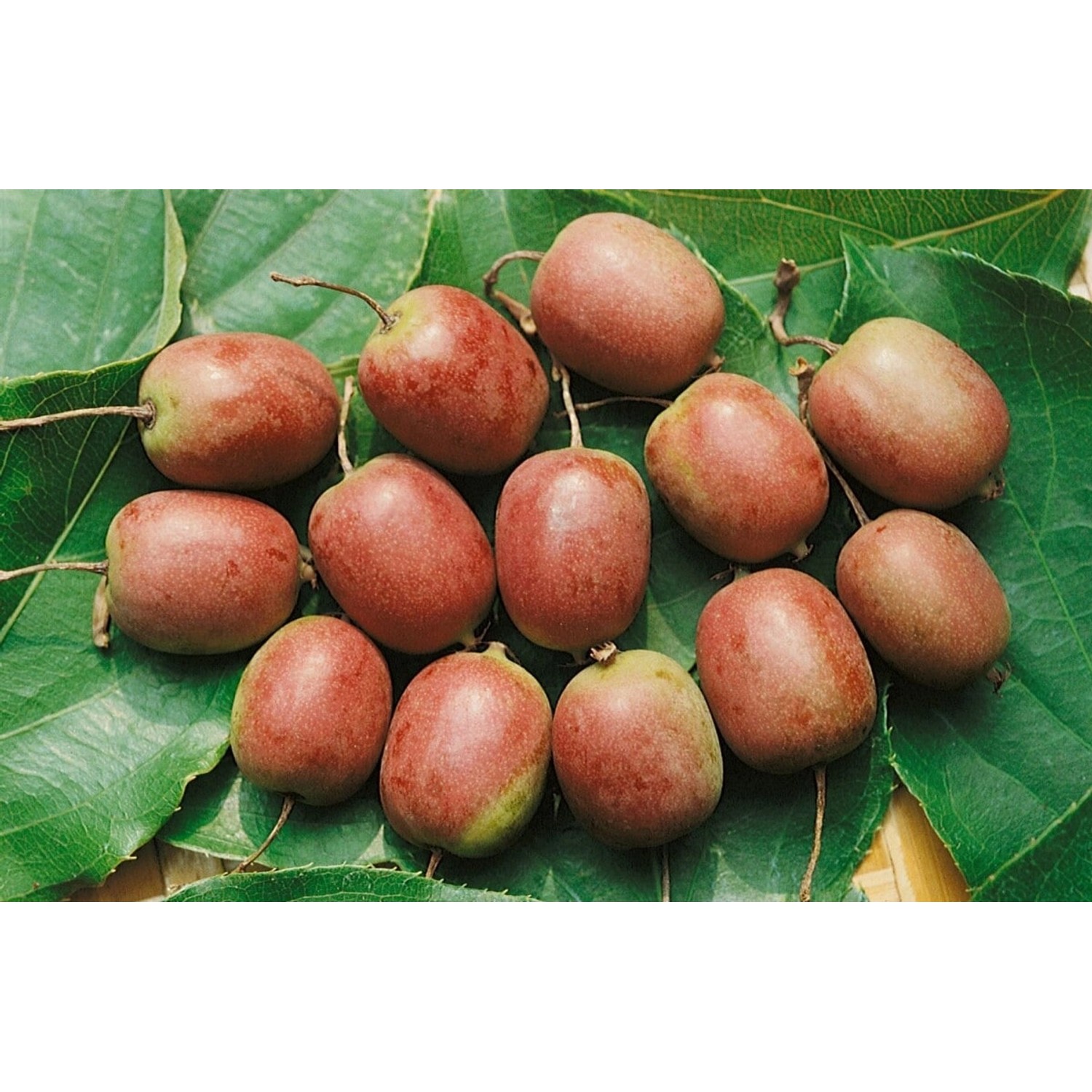 Actinidia Arguta Kens Red Kiwibeere Rot 40–60 Cm günstig online kaufen