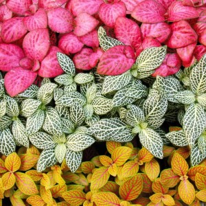 Exotenherz Set: Fittonia Pflanzen in Rosa, Weiß und Gelb mit markanten Blattzeichnungen.