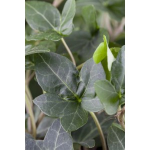 Detailaufnahme des immergrünen Efeu 'Plattensee' (Hedera Helix), einer Kletterpflanze.