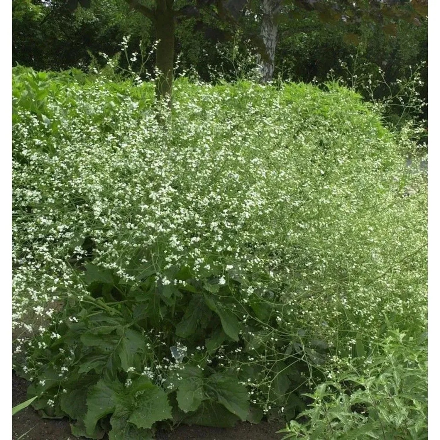 Großer Meerkohl - Crambe cordifolia