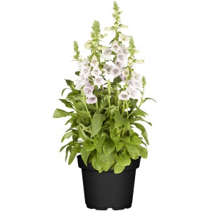 GROW by OBI Fingerhut Weiß im Topf, ca. 19 cm Ø. Digitalis purpurea mit weißen Blüten.