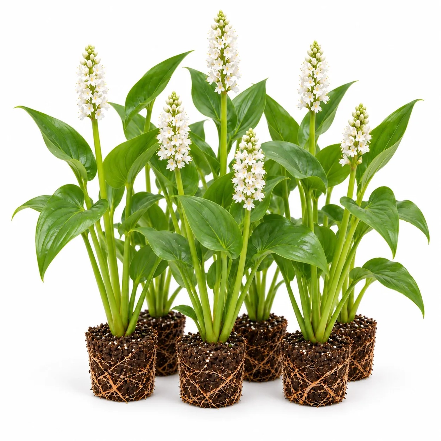 Vdvelde Weißes Hechtkraut   Pontederia Cordata   12 Pflanzen