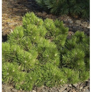 Kompakte Zwerg-Schwarzkiefer 'Hornibrookiana' (Pinus nigra) mit dichten, grünen Nadeln im Garten.