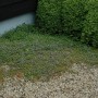 Foto von blühendem Zimbelkraut als Bodendecker im Garten, pflegeleichte Gartenpflanze.