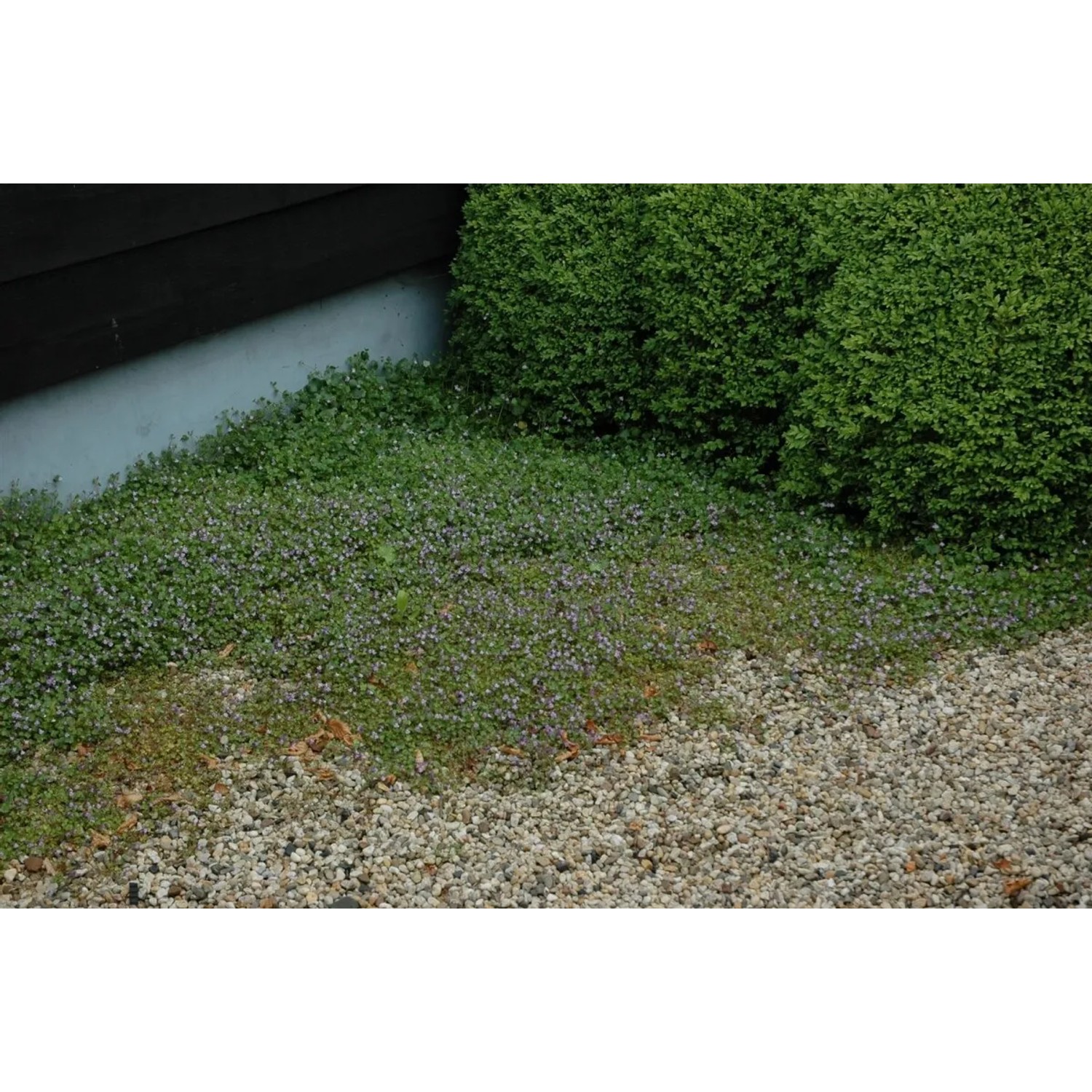 Foto von blühendem Zimbelkraut als Bodendecker im Garten, pflegeleichte Gartenpflanze.