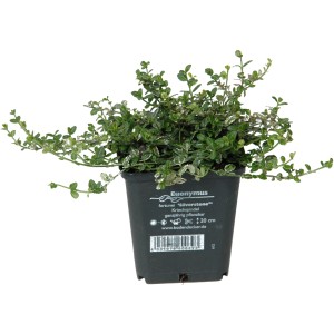 Kriechspindel 'Silverstone' im Topf, grün-weiße Blätter, ca. 5 cm hoch.