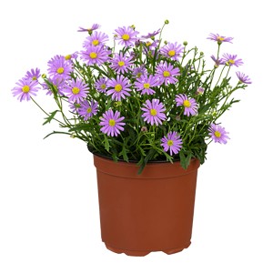 Blaues Gänseblümchen (Brachyscome iberidifolia) im Topf, ca. 12 cm Durchmesser.