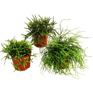 Korallenkaktus, verschiedene Sorten im Topf (ca. 12 cm Ø). Sukkulenten-Mix.